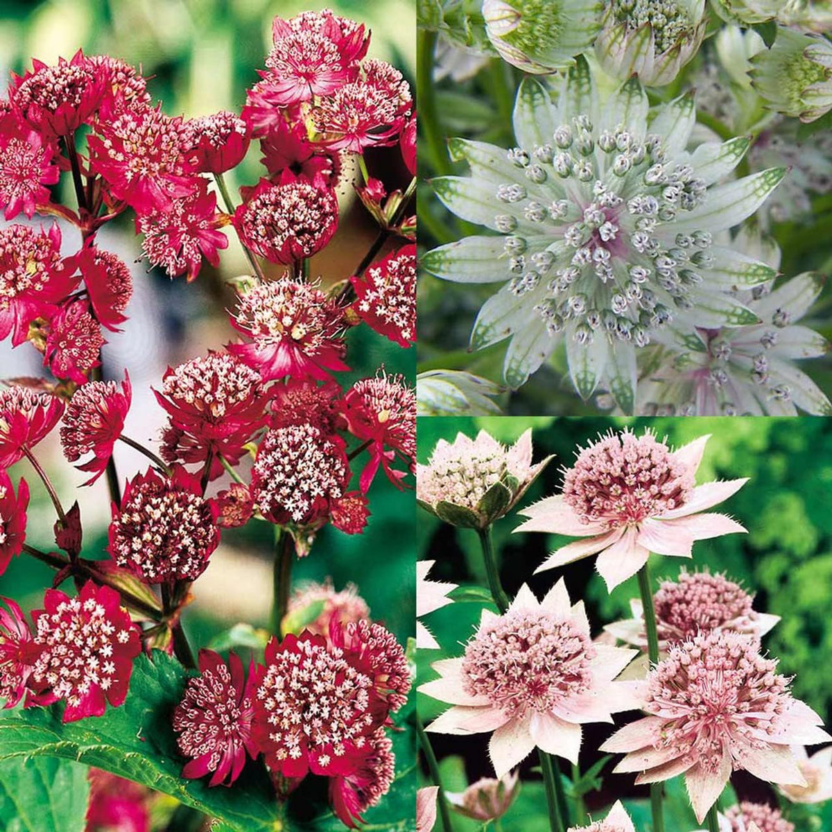 Mixed Astrantia Flower Seeds for Garden Planting – Perennial Blooms for Borders & Landscaping