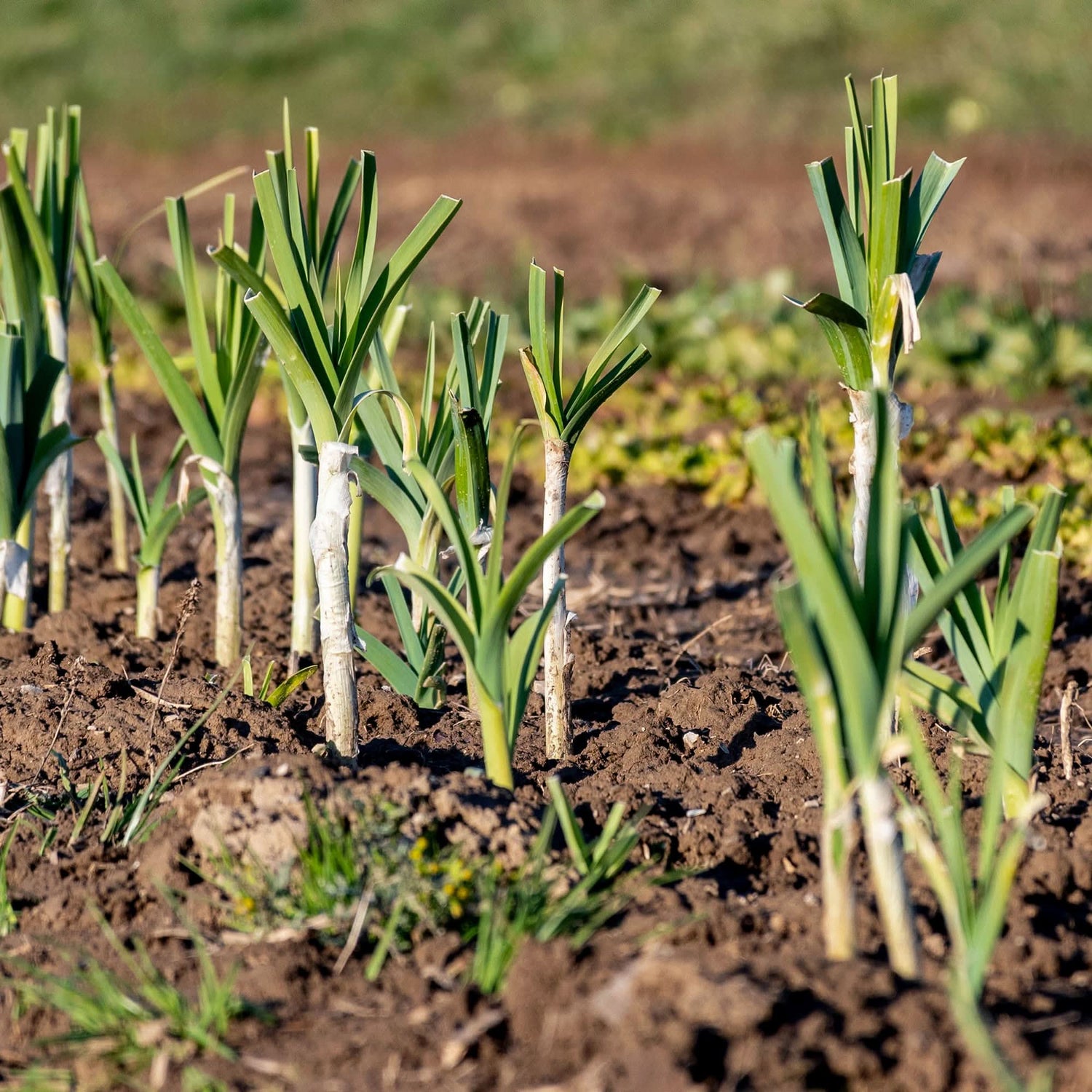 Garlic Leek Onion Allium spp. vegetable seeds mix for kitchen garden planting