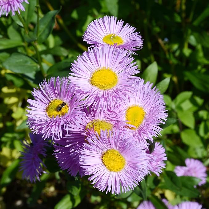 Fleabane Daisy (Erigeron speciosus) seeds for planting in home garden