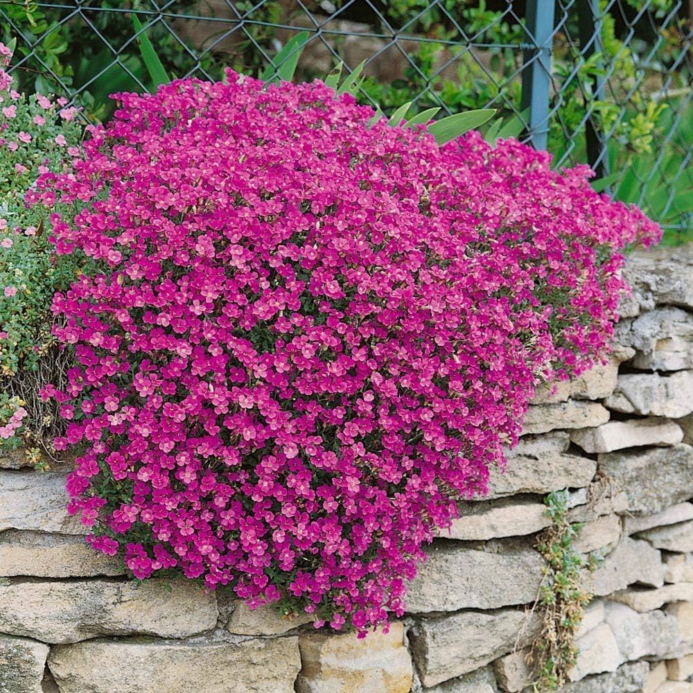 Aubrieta Cascade Red Groundcover Seeds Pieces