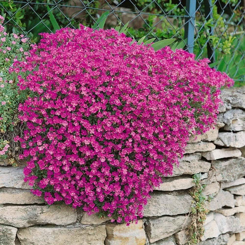 Roccia Cress Cascading Red Viola Aubrieta Perennial Plant Seeds