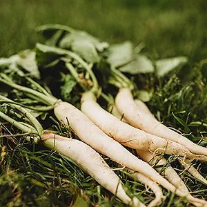 Radish Raphanus Sativus White Icicle Heirloom Vegetable Seeds for Planting – Ideal for Quick Harvest and Garden Beds