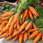  bright orange Scarlet Nantes carrots growing in loose soil

