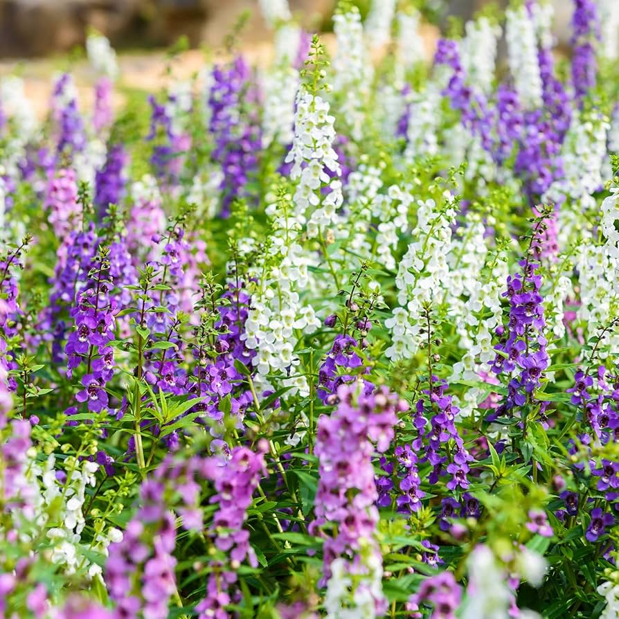 Angelonia Serena Blue flower seeds Angelonia angustifolia