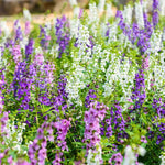 Angelonia Serena Blue flower seeds Angelonia angustifolia