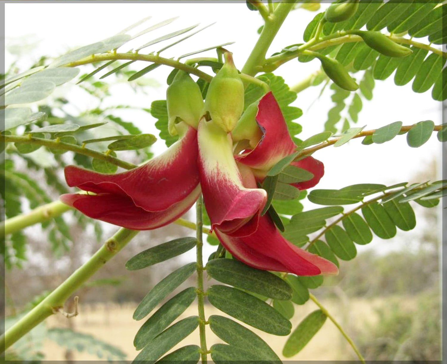 Agathosma Apiculata Seeds for Planting Agathosma apiculata for herb gardens and fragrant landscapes