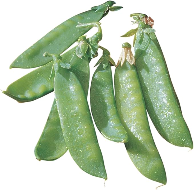 Pea Pisum sativum Mammoth Melting vegetable seeds for planting in kitchen garden or trellis rows