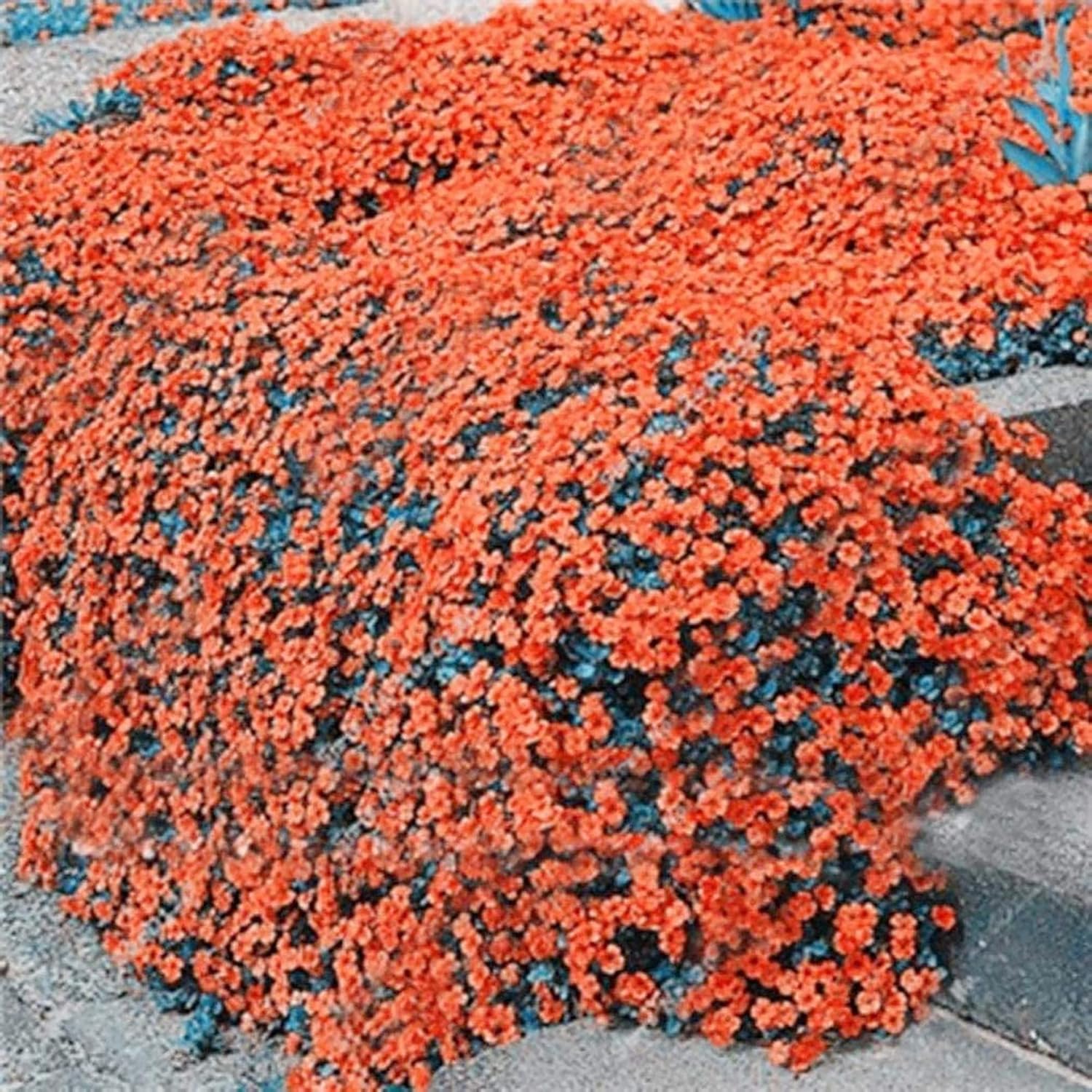 Orange Creeping Thyme Seeds