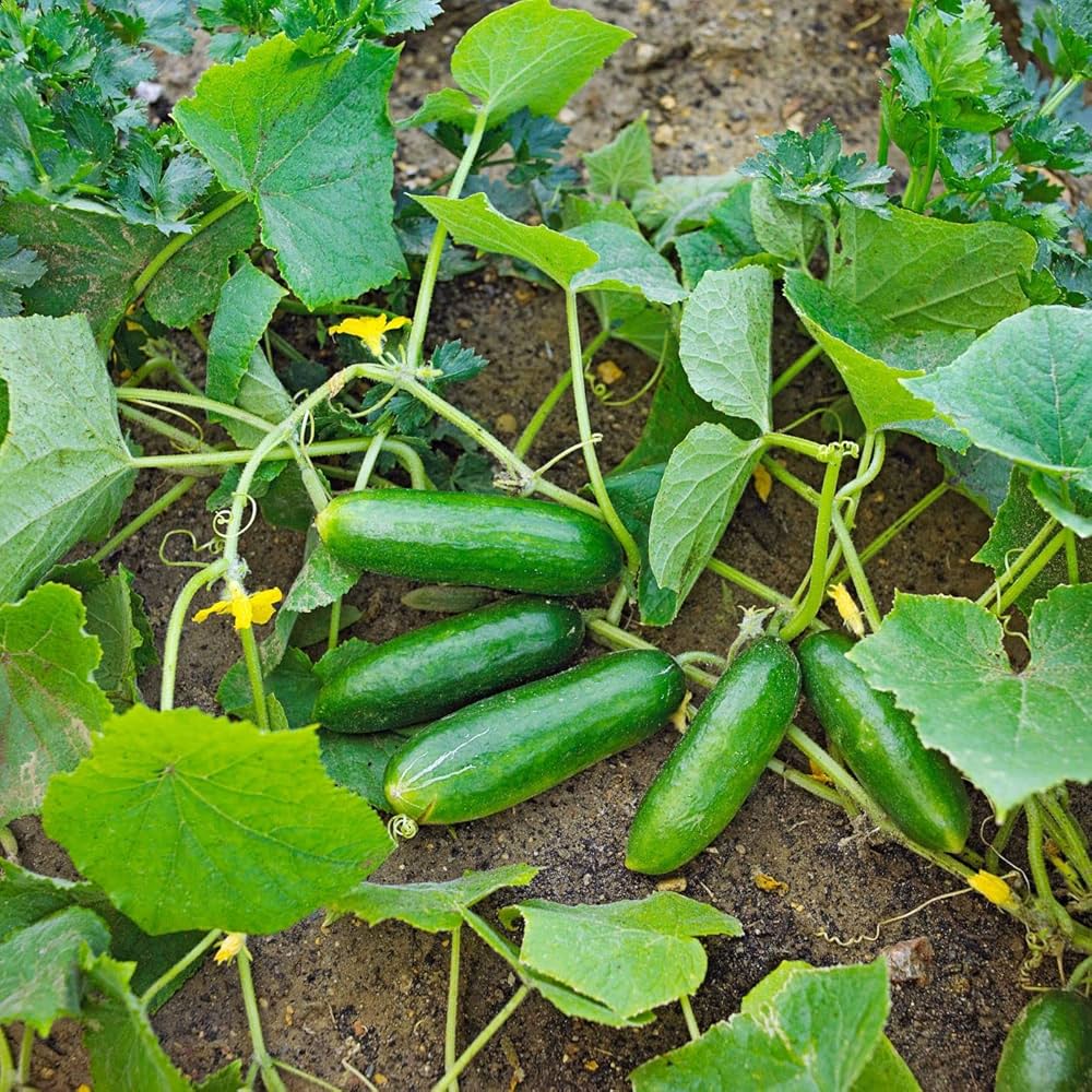 Marketer Cucumber Seeds - Organic, Non-GMO Seeds per Pack for Farm and Garden Use