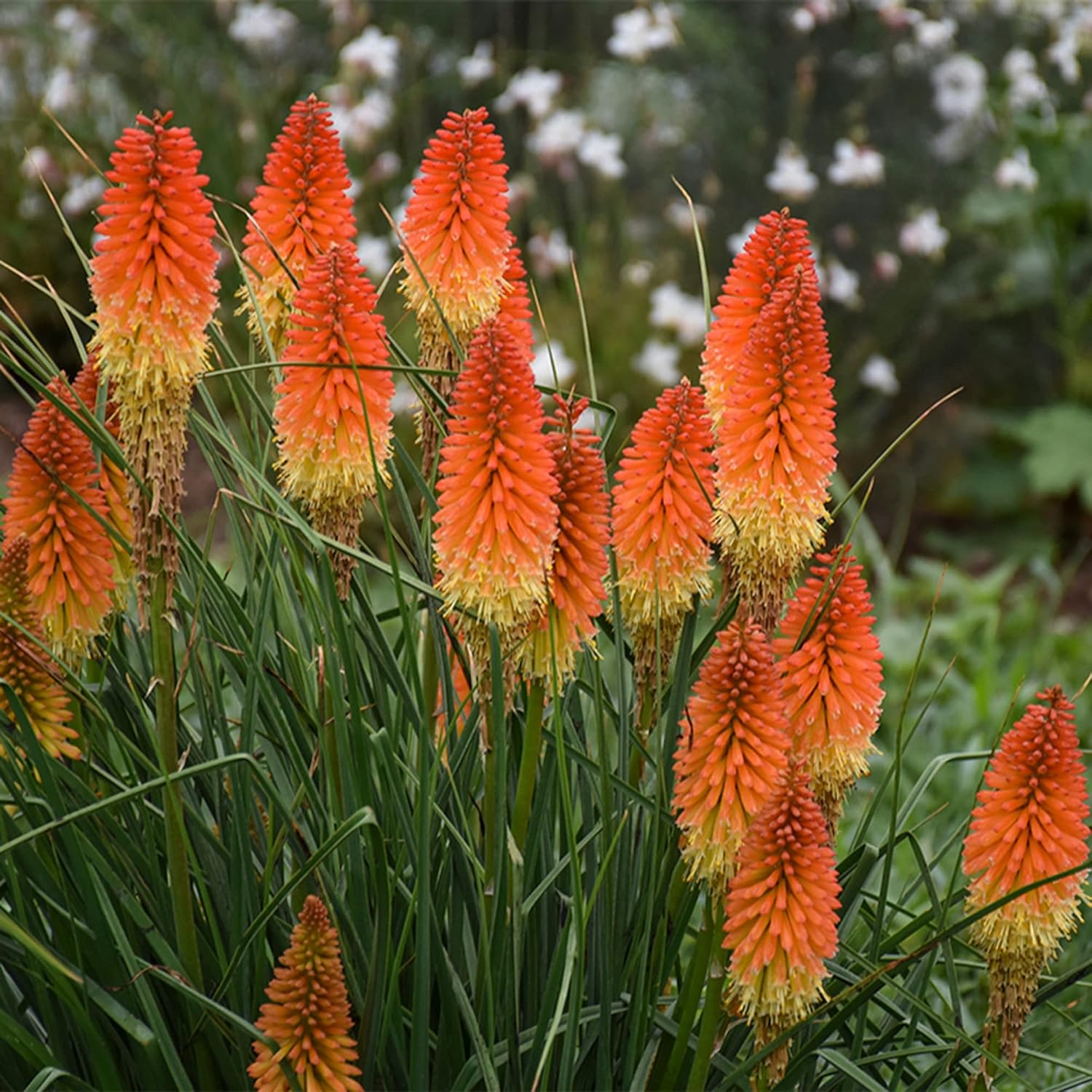 Red Hot Poker Seeds