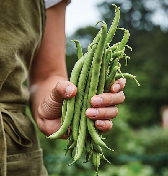 Green Bean Phaseolus vulgaris vegetable seeds for planting in vertical garden or home garden beds