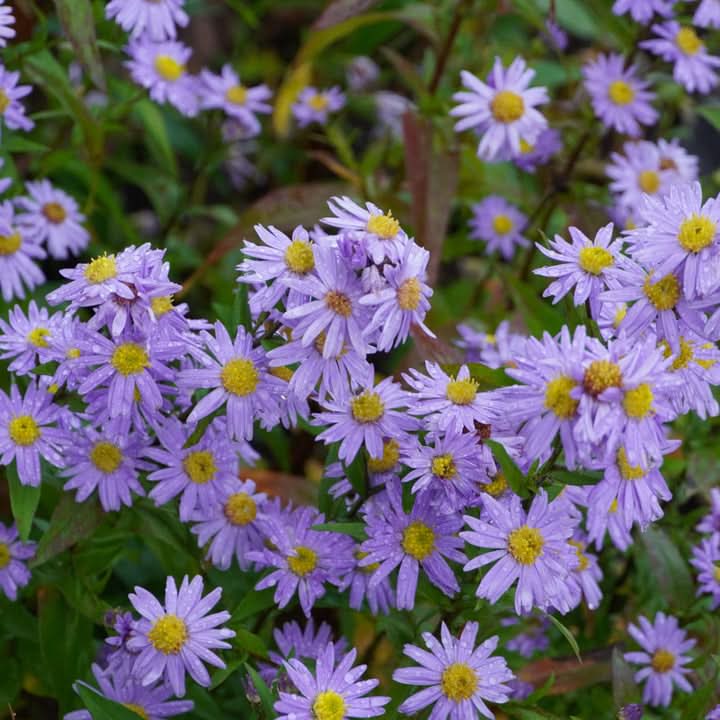 Aster Novi-Belgii Flower Seeds for Planting – Hardy Perennial Garden Blooms