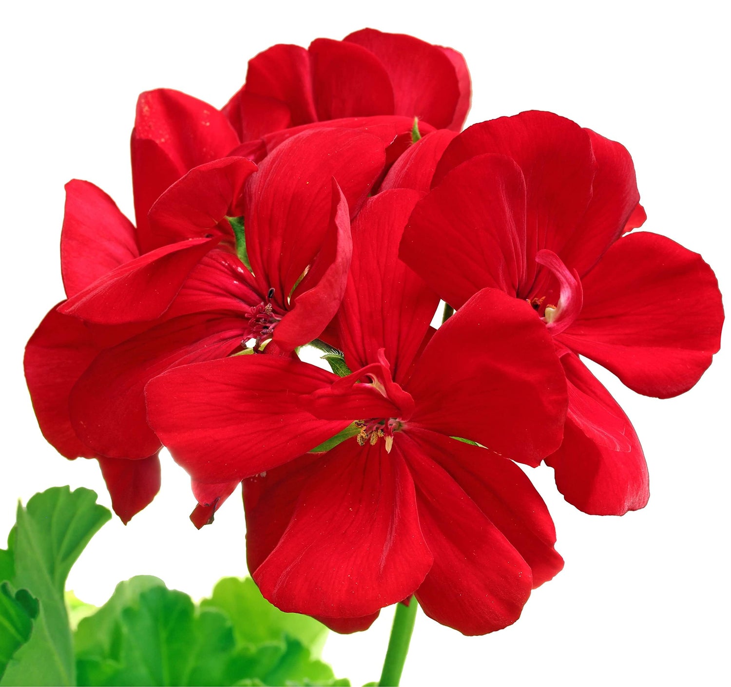 Ringo cardinal geranium Pelargonium × hortorum flower seeds for planting in backyard gardens