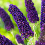 Buddleia Buddleja Davidii Seeds for planting in butterfly garden