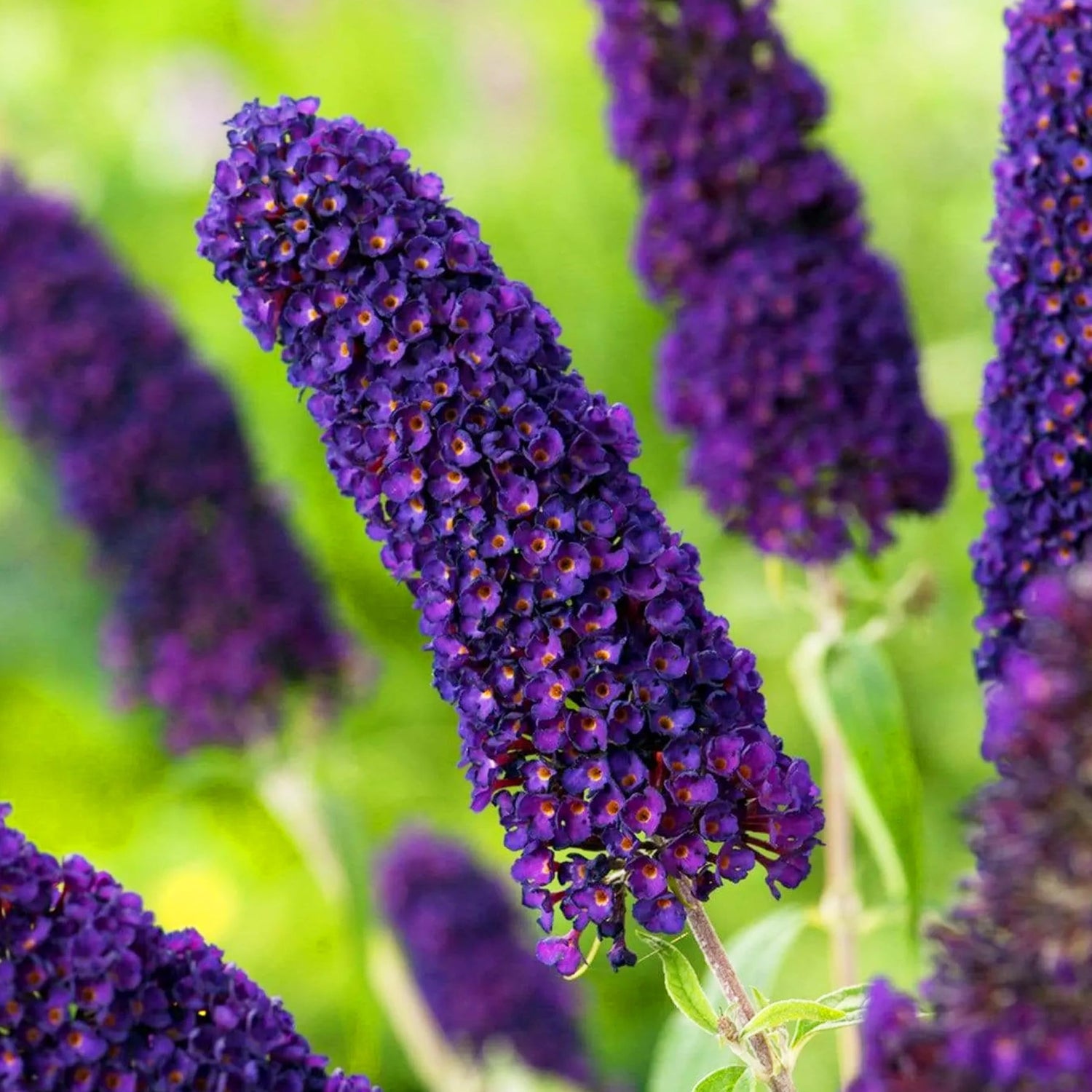 Purple Buddleia Davidii Plant Seeds for Planting – Vibrant Blooms, Non-GMO, Heirloom Seeds