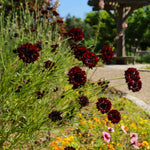 Scabiosa Red atropurpurea flower seeds for planting