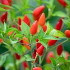 Piquin Vegetable Seeds for Planting heirloom & Non-GMO Seeds