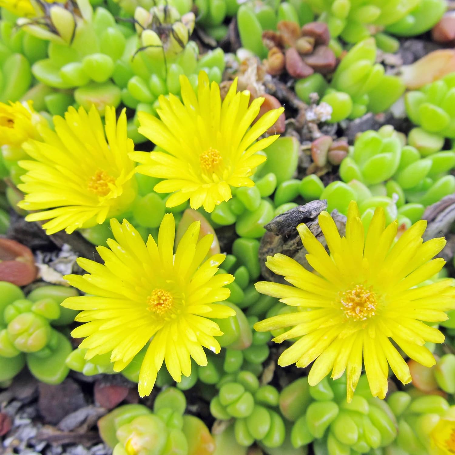 Yellow Ice Plant Seeds