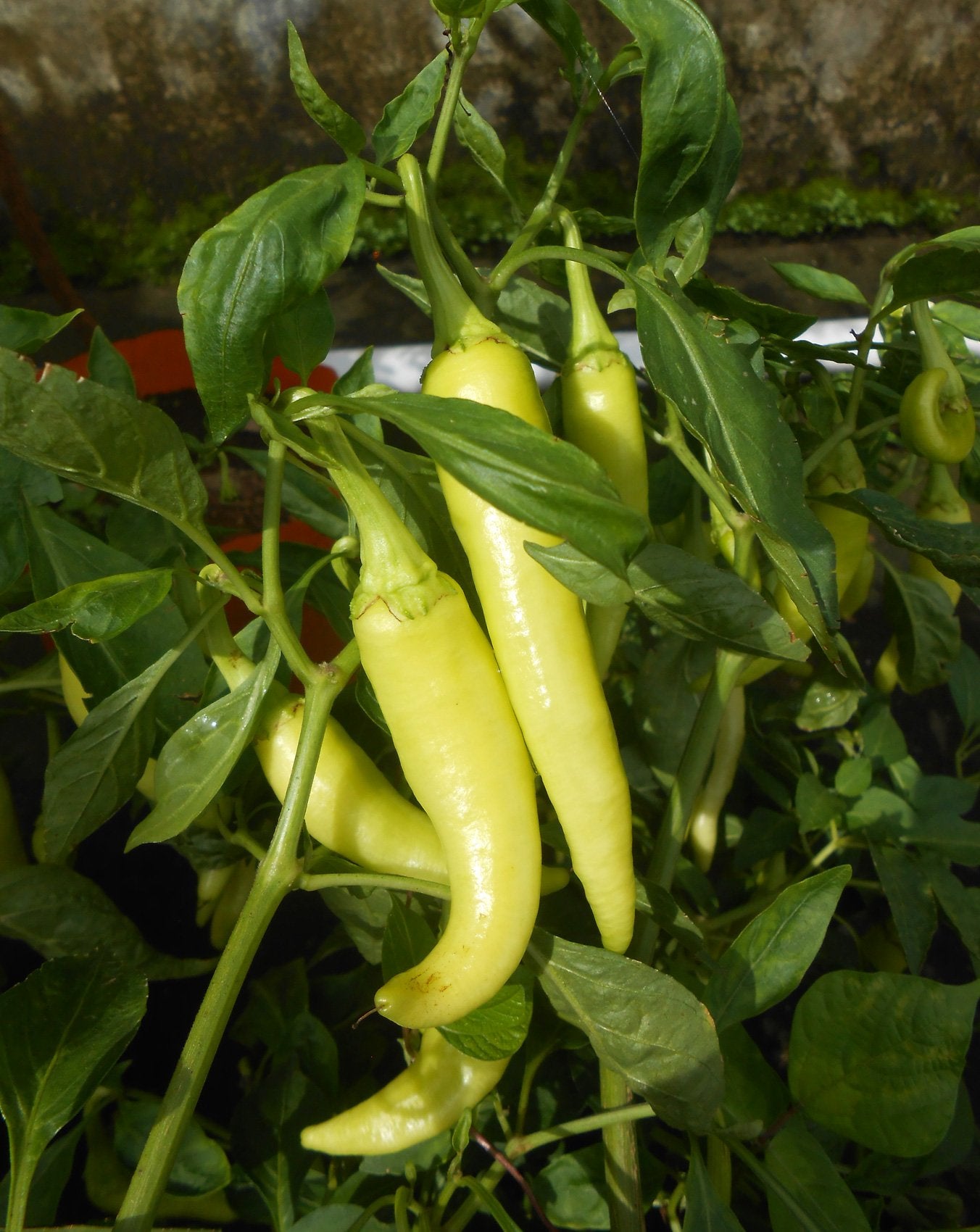 Heirloom Sweet Banana Peppers - Seeds for Large Peppers with High Yields