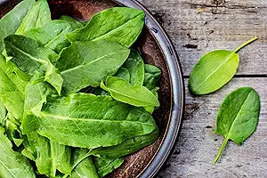 Sorrel Seeds – Rumex Acetosa Green Herb Variety – Dharaseeds