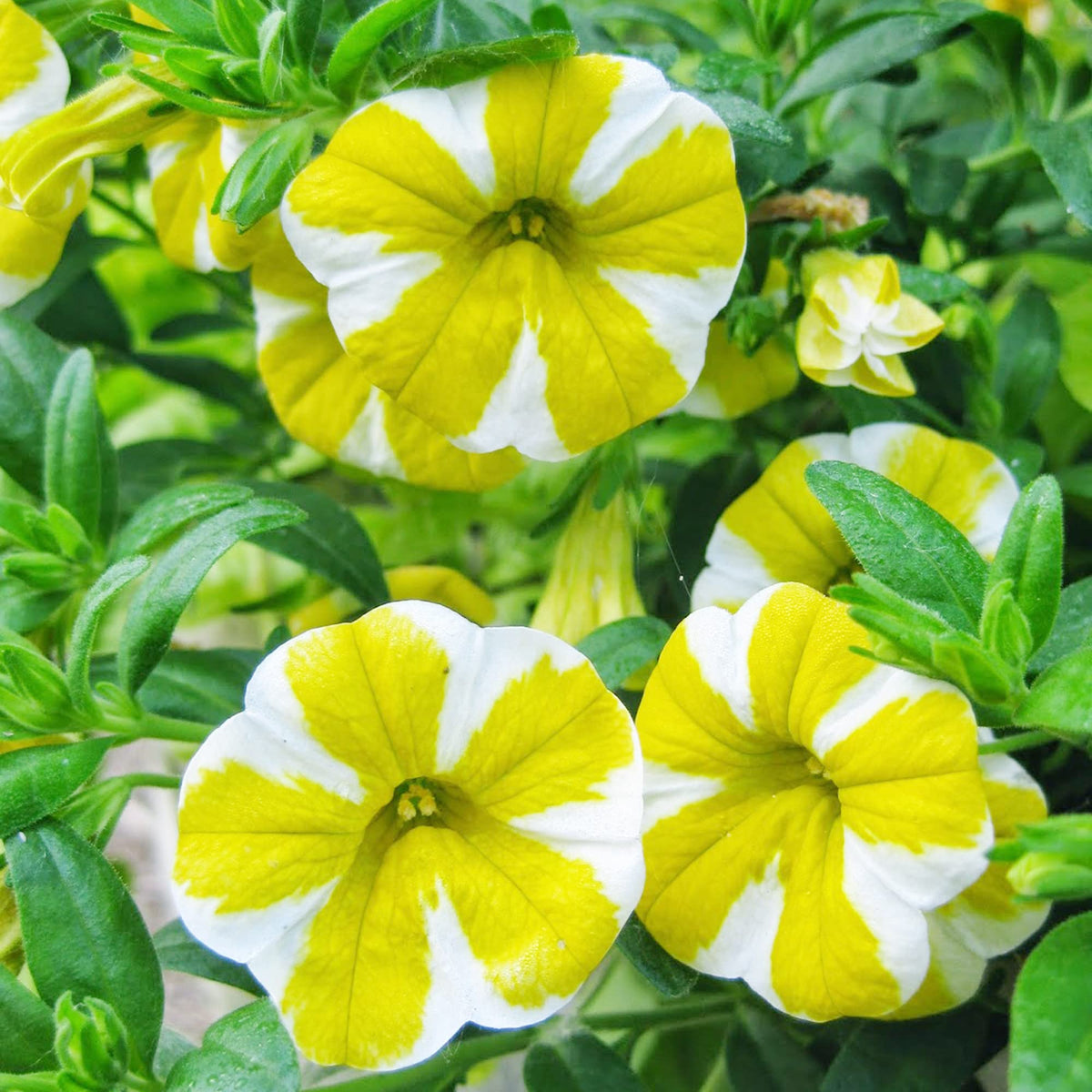 Petunia Calibrachoa Hybrida Yellow Flower Seeds for Planting