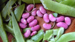 Pink Bean Heirloom Non Gmo Image