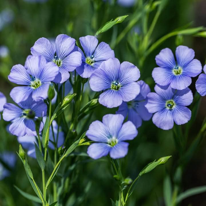 Flax Flower Seeds for Planting – Delicate Blooms and Pollinator-Friendly Garden Seeds