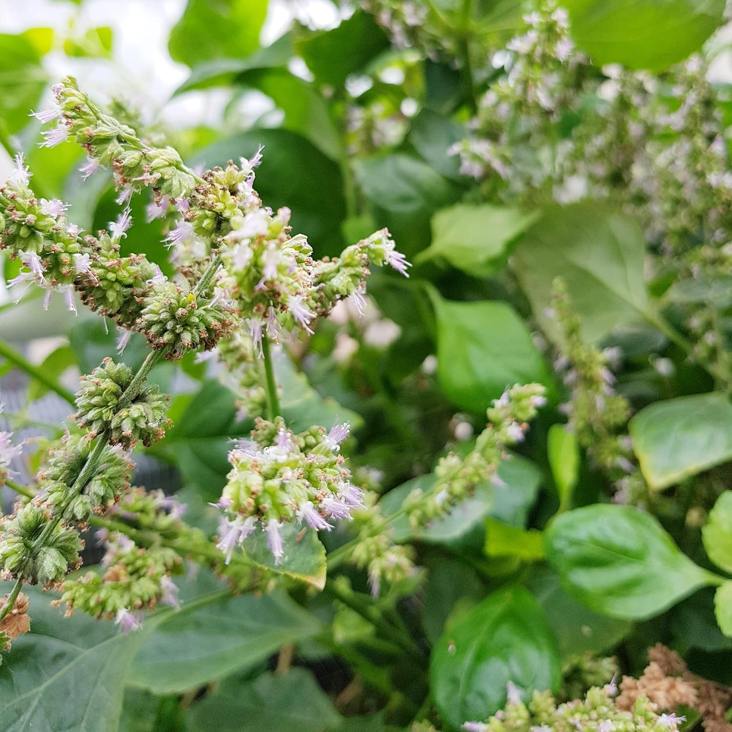 Pogostemon Cablin Seeds