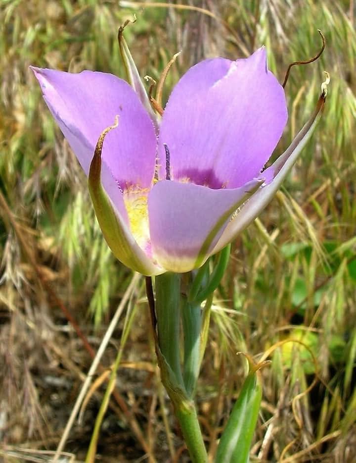 Heirloom Non-GMO Calochortus Macrocarpus Pink Flowering Seeds for Planting and Gardening Your Backyard