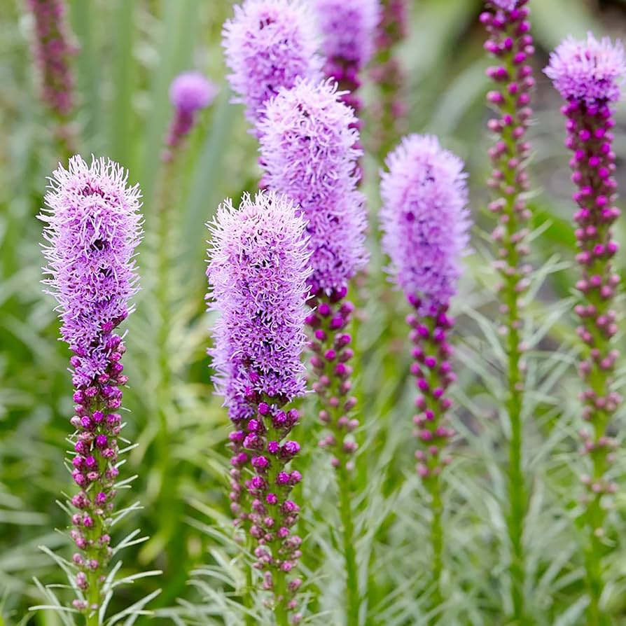 Blazing Star Liatris spicata Seeds for Planting - Ideal for Flower Bed & Urban Garden