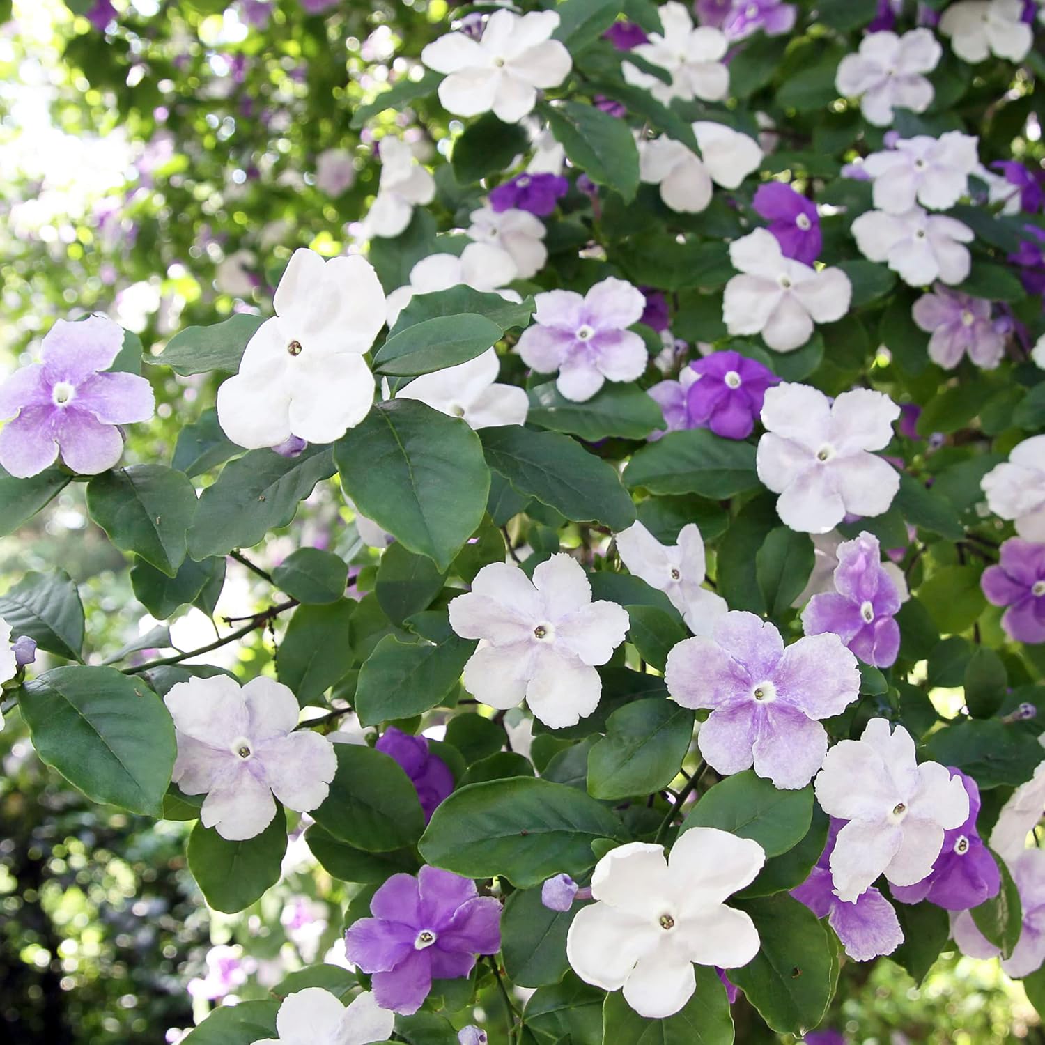 Brunfelsia Pauciflora Seeds