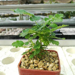 frankincense-tree-boswellia-sacra-seeds

