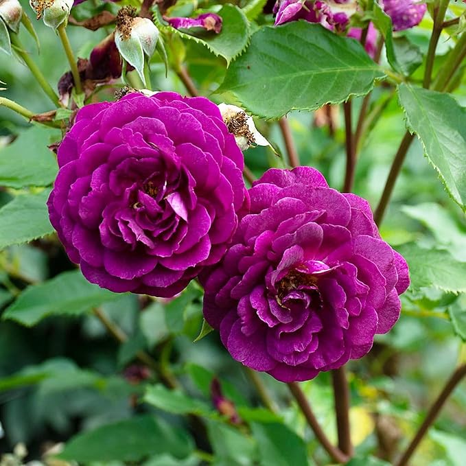 Ebb Tide Deep Purple Rose Seeds