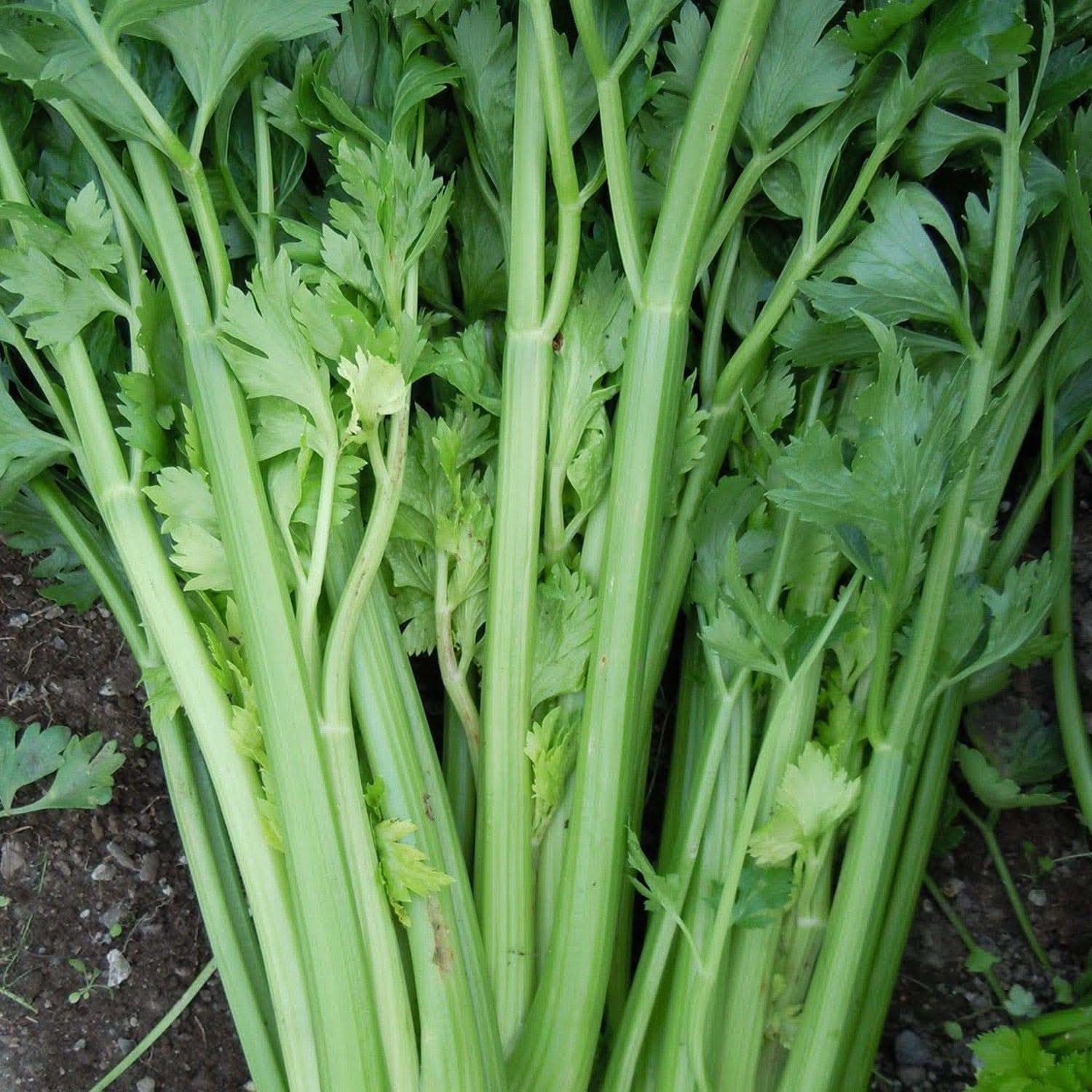 Utah 52-70 Tall Celery Heirloom Non-GMO Vegetable Seeds