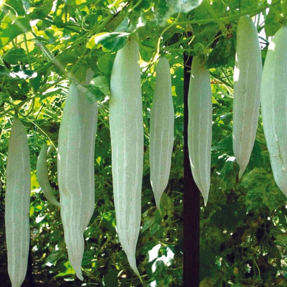 Snake Gourd Trichosanthes cucumerina Vegetable Seeds for Planting Long Snake Variety in Home Garden