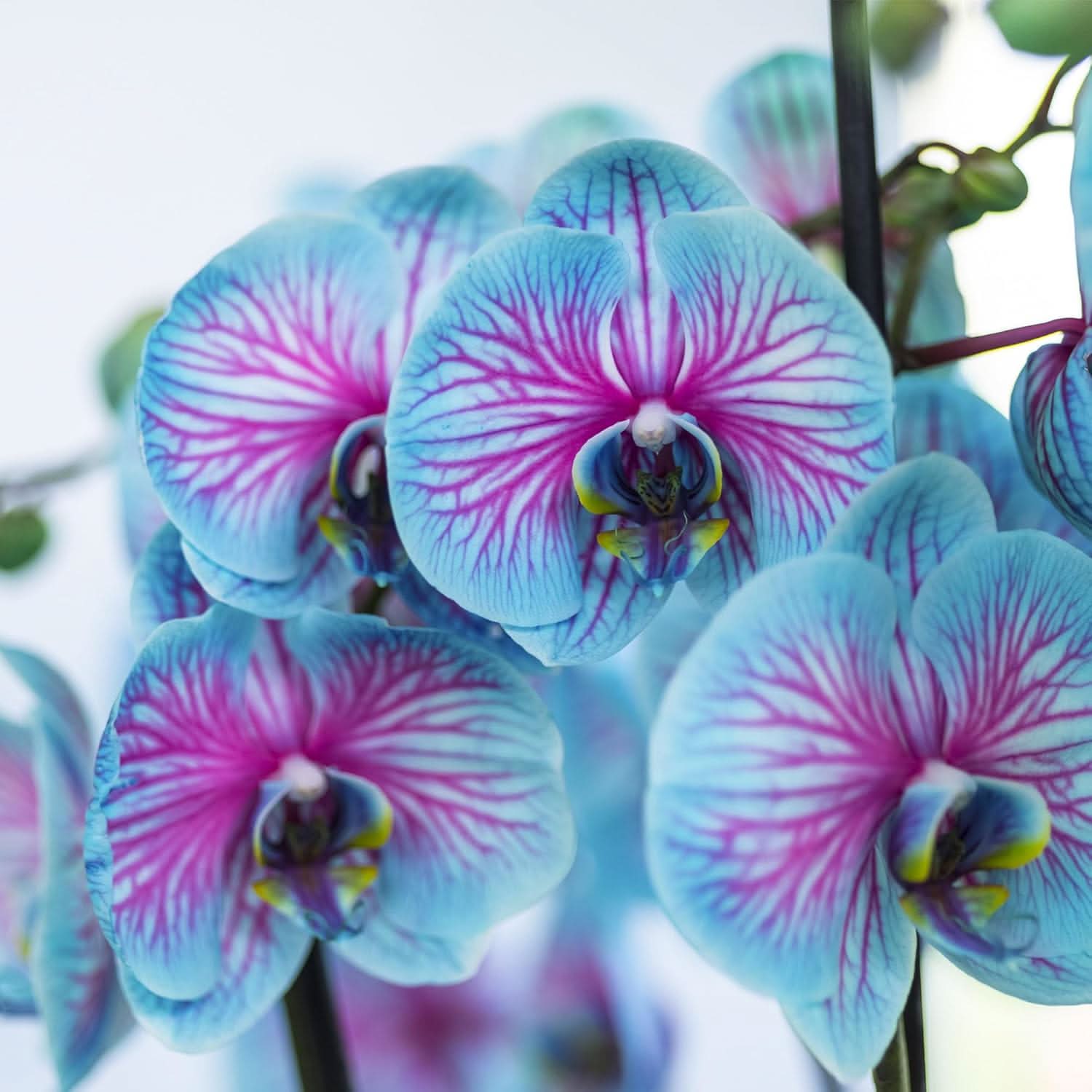 Sky Blue Orchid Perennial Flower Seeds for Balcony & Garden