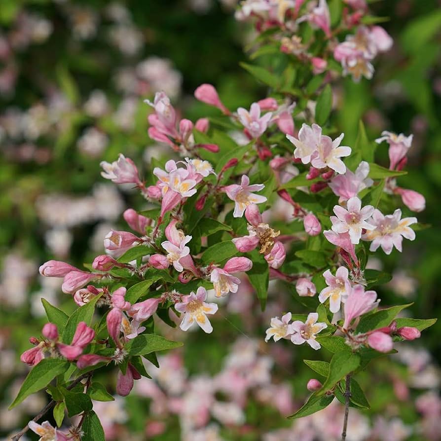 Beauty Bush Kolkwitzia Amabilis Flowering Shrub Seeds for Planting – Suitable for Ornamental Borders and Spring Blooms