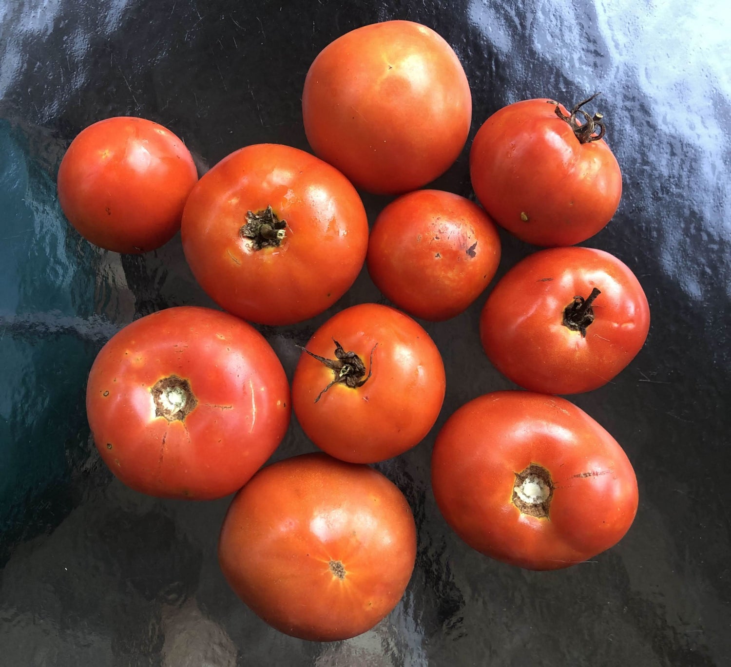 Homestead Tomato Solanum lycopersicum vegetable seeds for planting in kitchen garden beds
