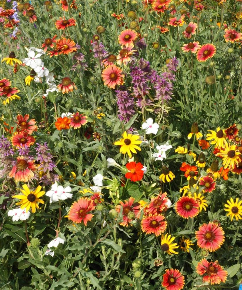 Florida and Gulf Coast Wildflower Mix flower seeds for planting in backyard gardening spaces