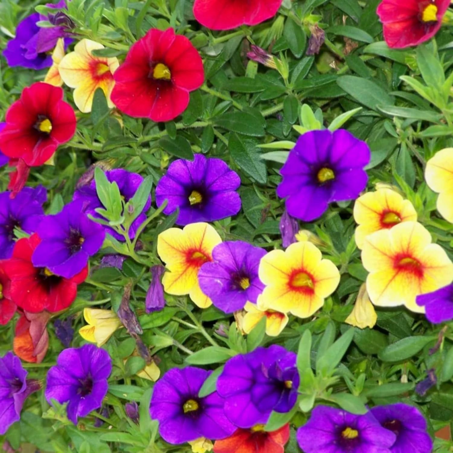 Mixed Calibrachoa Seeds