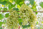 Light green grape fruit seeds