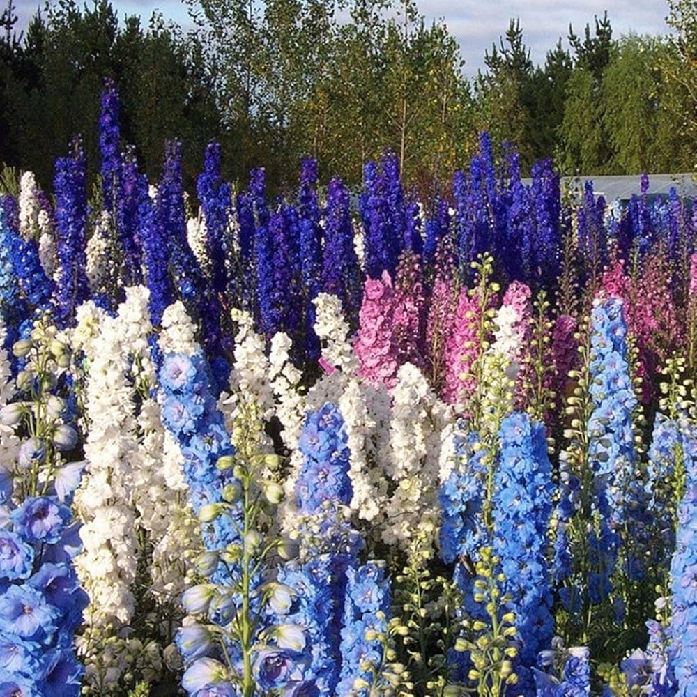 Forking Larkspur King Salmon Seeds for tall, beautiful flowers