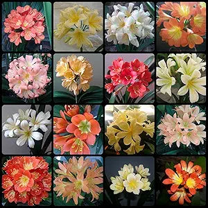 Mixed Clivia Flower Clivia spp Seeds for Planting in Indoor Garden and Flower Bed