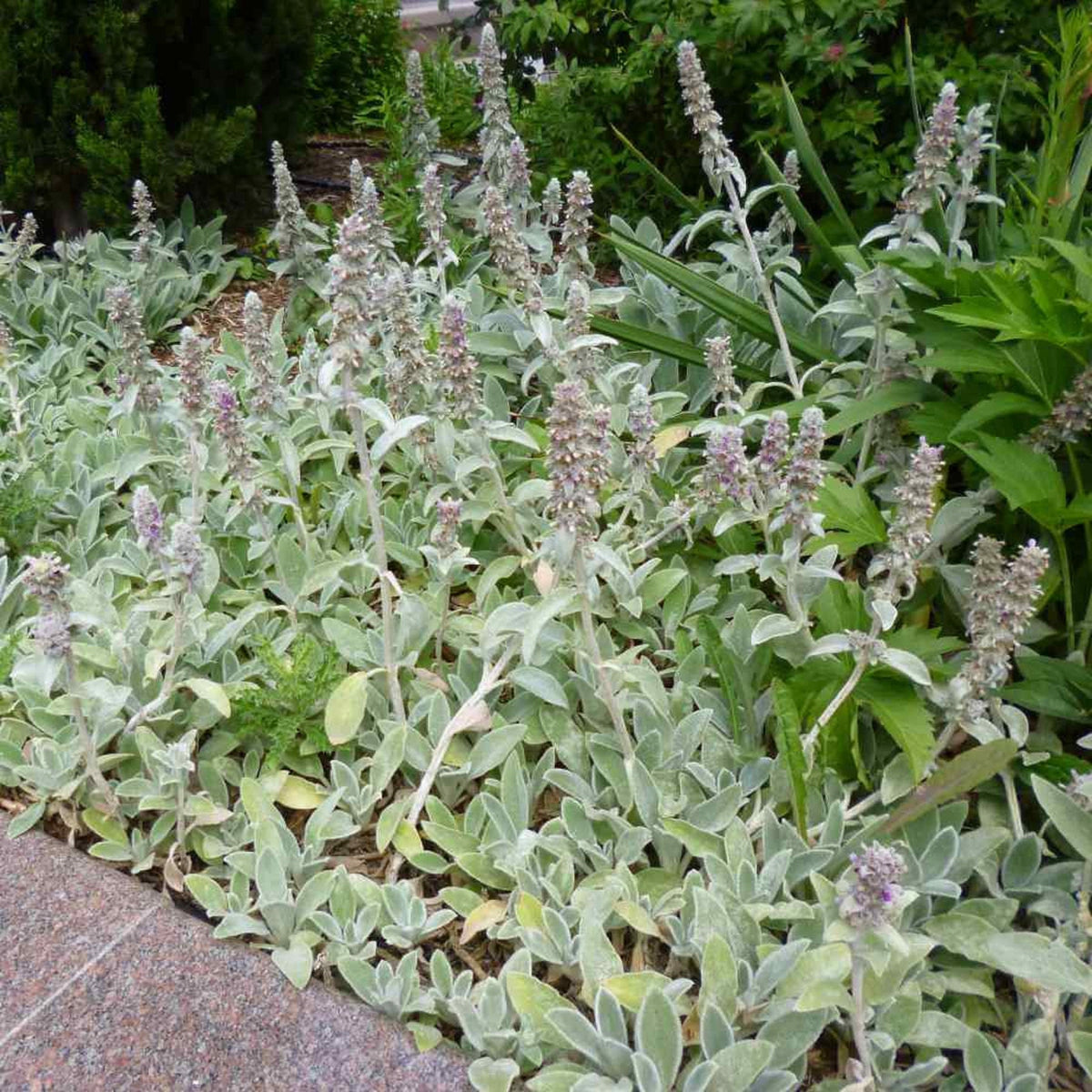 Stachys Flower Seeds for Planting - 100 seeds for planting in home garden