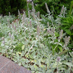 Stachys Flower Seeds for Planting - 100 seeds for planting in home garden