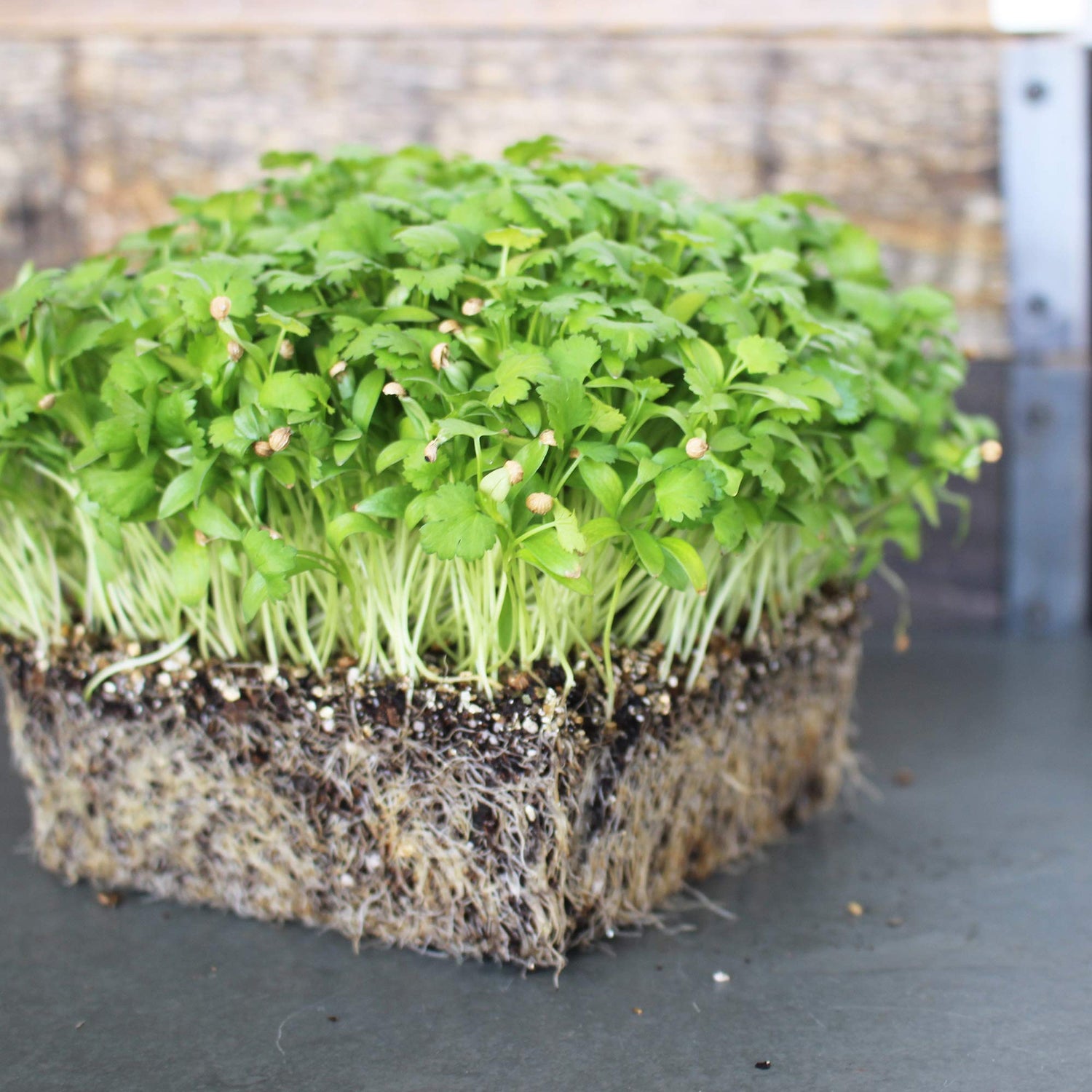 Organic Leisure Splits Cilantro Seeds for Plsnting- Culinary Use and Herb Gardens – Fresh Herb for Your Garden