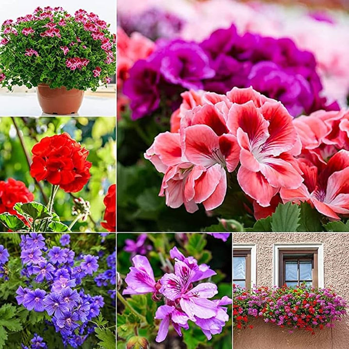 Mixed Perennial Geranium Heirloom Non-GMO Seeds for Planting