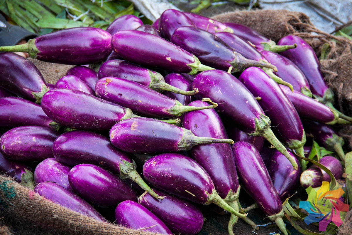 Amethyst Eggplant Solanum melongena for balcony garden planting