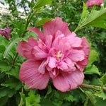 Double Rosa Hibiscus Syriacus for bush planting
