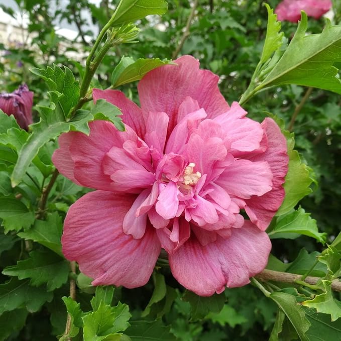 Double Rosa Hibiscus Syriacus for bush planting